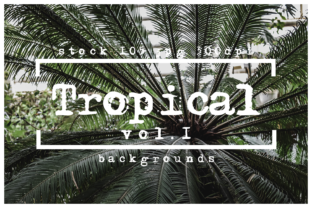 Tropical Backgrounds Photo Stock